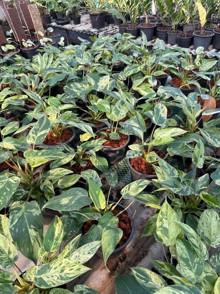 Philodendron emerald queen