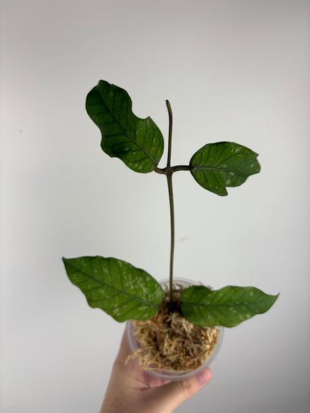 Hoya sp. Aceh 'Bur Perlak' A