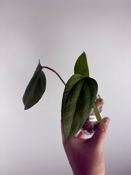 Anthurium Black sweet x panama B