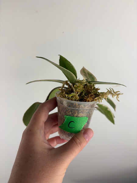 Hoya flamingo dream C