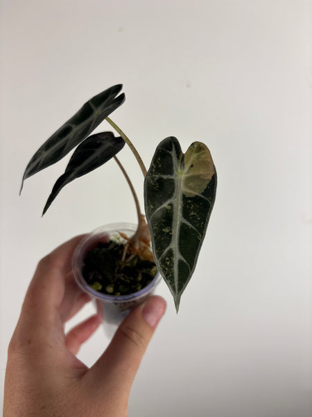 Alocasia bambino pink