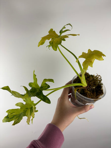 Philodendron thaumatophyllum dragon fire