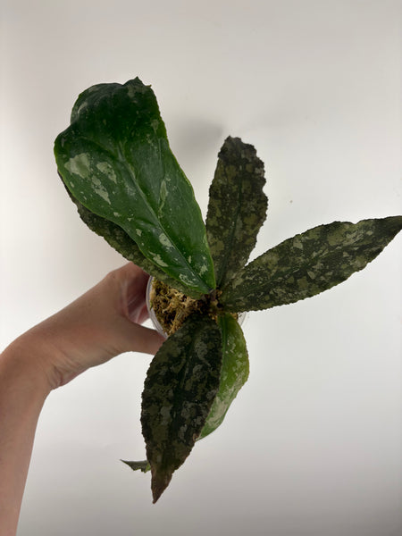Hoya Undulata purple silver