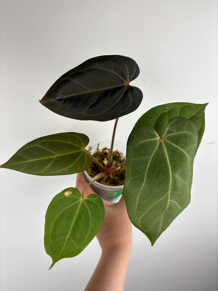 Anthurium Bvit x red spider