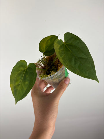 Anthurium legend x fort sherman 8