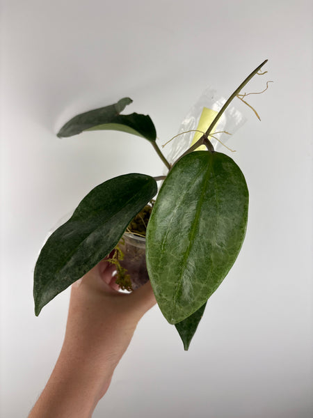 Hoya Latifolia 'rimba perak'