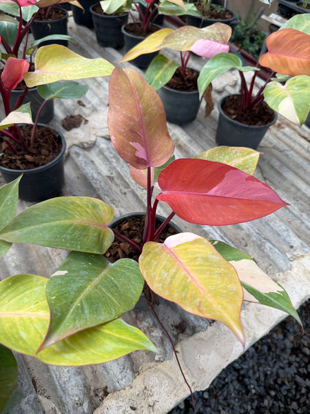 Philodendron persimmon princess