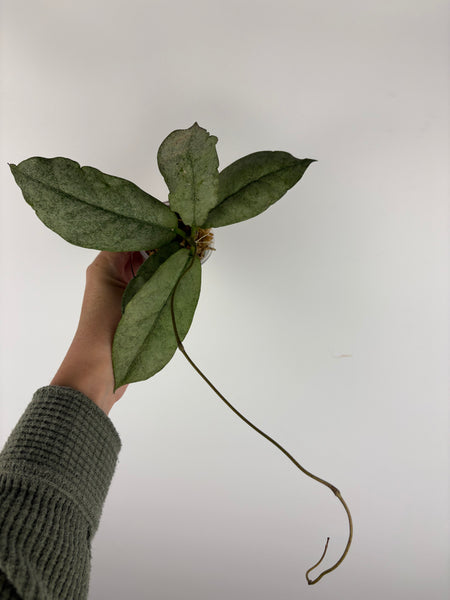 Hoya mitrata silver sp kapuas hulu 7