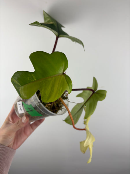 Philodendron Florida beauty x Squamiferum variegated