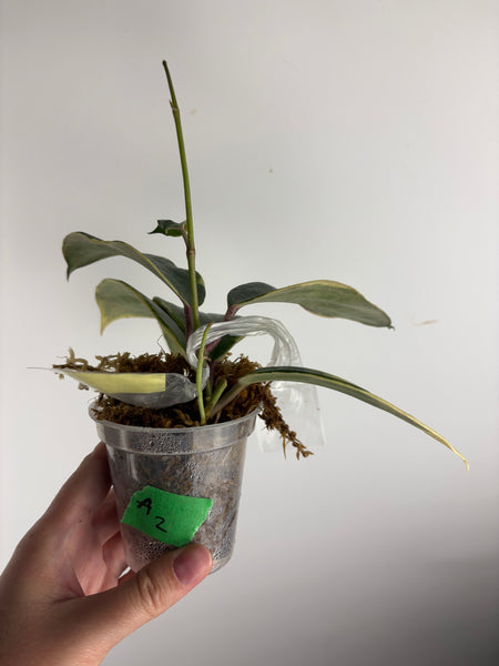 hoya latifolia albomarginata A2