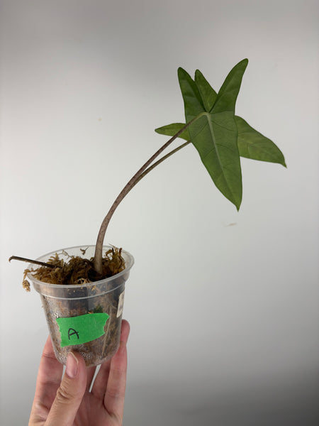 Alocasia shattered glass A