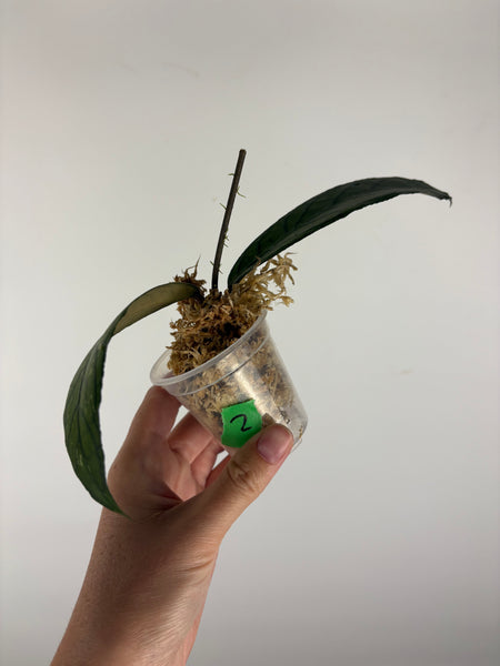 Hoya tanggamus patok besi 2