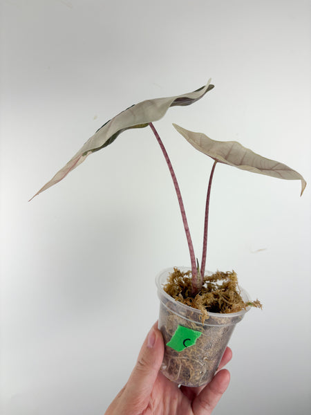 Alocasia pseudo sanderiana pink variegated C
