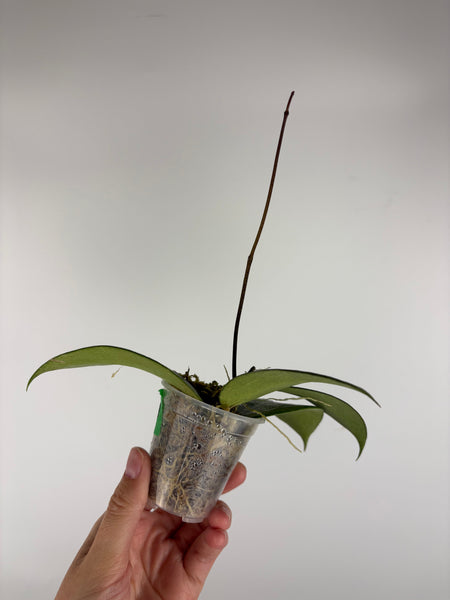 Hoya KSB08 silver 1