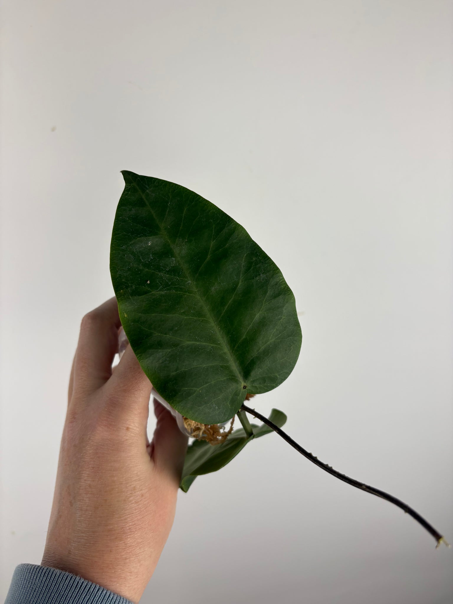 hoya Megalaster ubiyau C