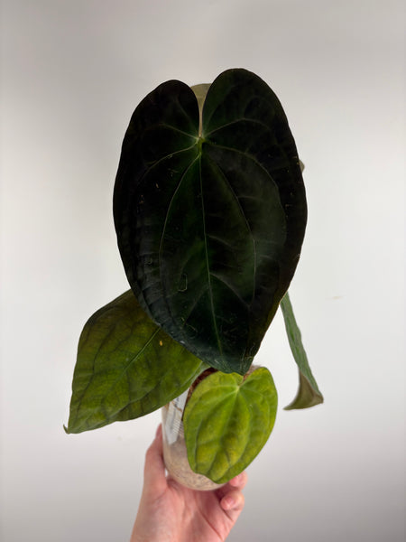 Anthurium papillilaminum x red dark phoenix A