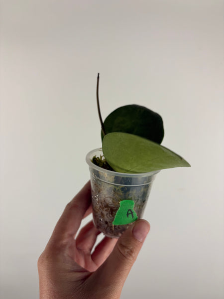 Hoya verticillata silver heart A