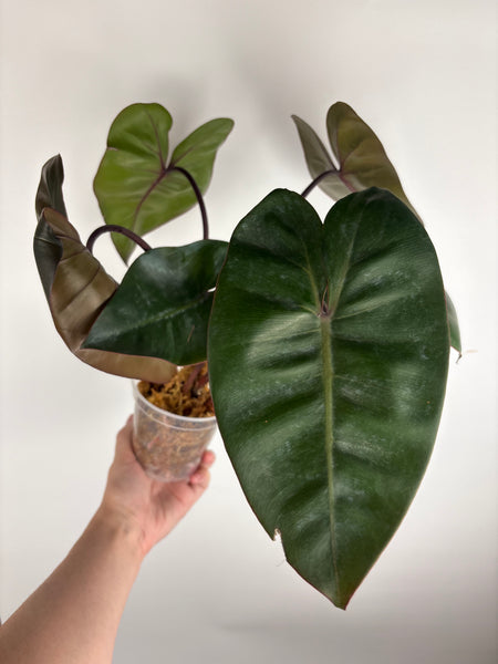 Philodendron Pink princess x billietiae