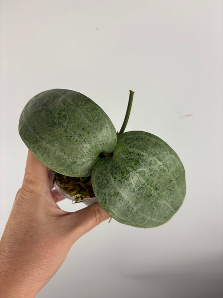 Hoya latifolia silver (Thailand)