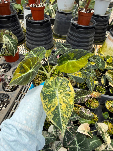 Anthurium black velvet gold unacclimated