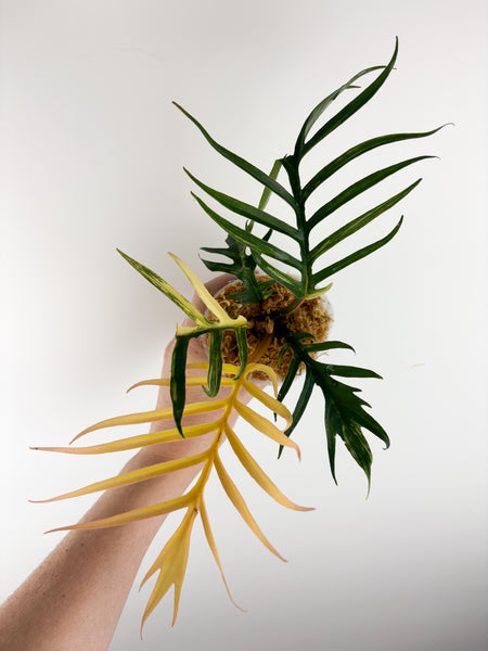 Philodendron tortum variegated