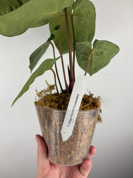 Anthurium magnificum x luxurians