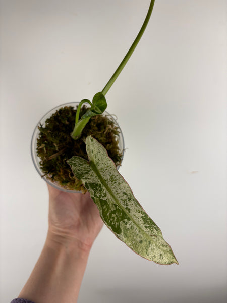Philodendron Billitiae x paraiso verde (Thailand)