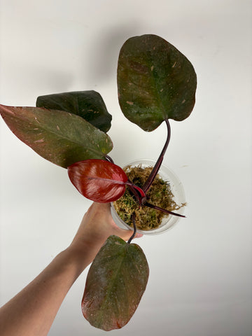 Philodendron persimmon variegated bottom cut