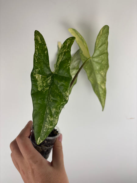 Alocasia Metallic blue aurea