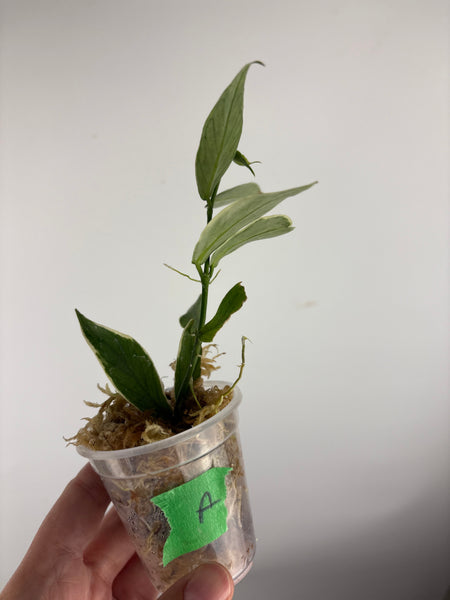 hoya polyneura outer variegated A