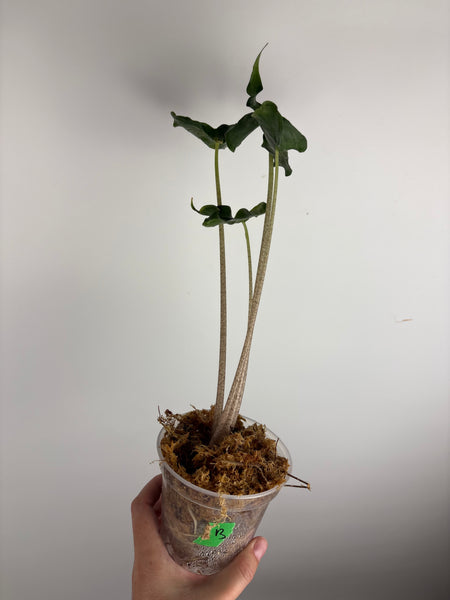 Alocasia holy grail B