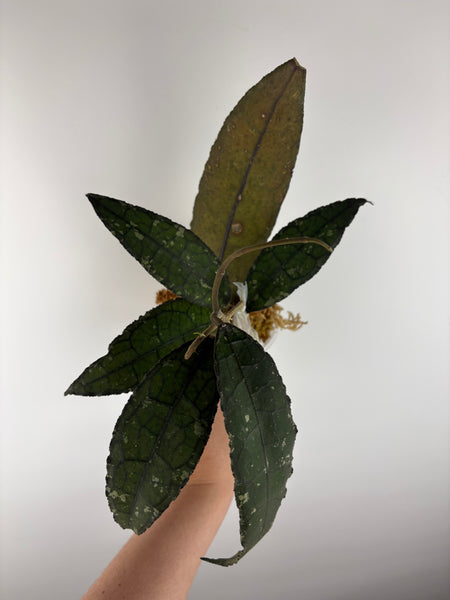 hoya clemensiorum crocodile A3