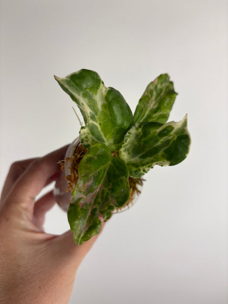 Hoya candy