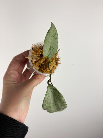 hoya caudata silver A