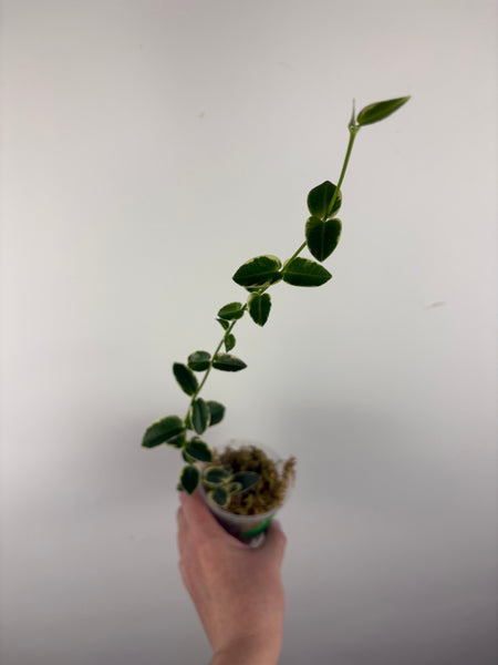 hoya cumingiana albo B