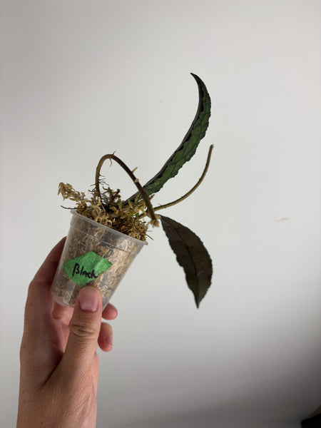 hoya clemensiorum black