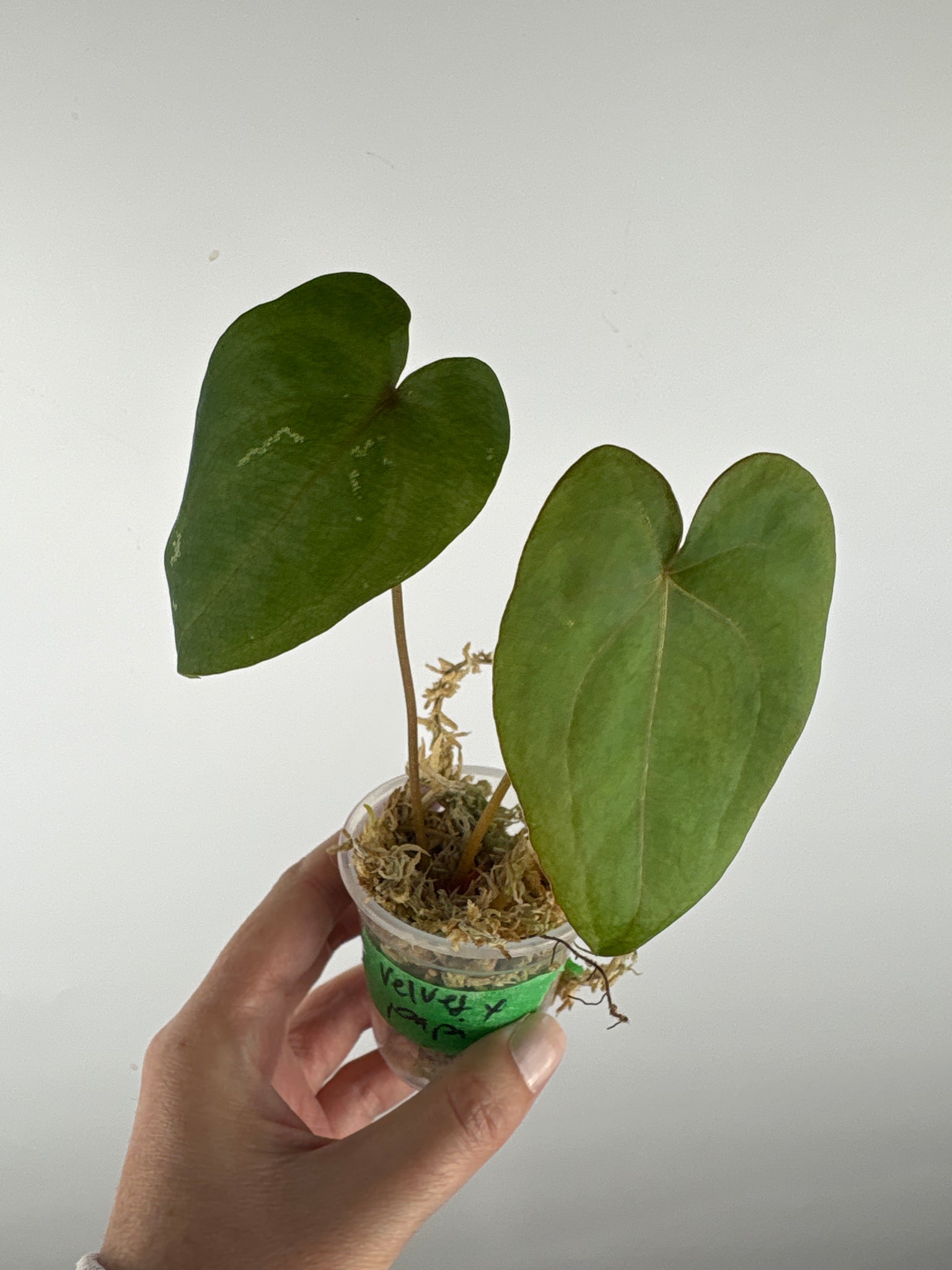 Anthurium velvet mask x papillilaminum 10