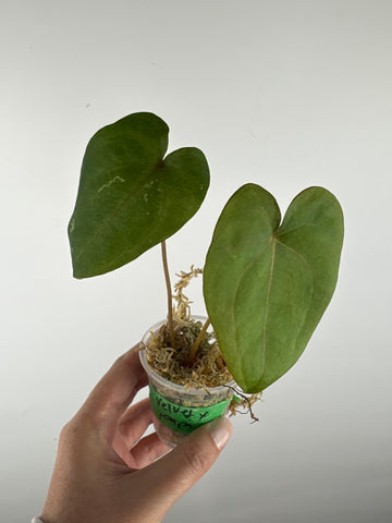 Anthurium velvet mask x papillilaminum 10