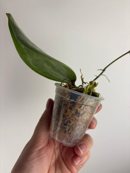 Hoya Glabra silver
