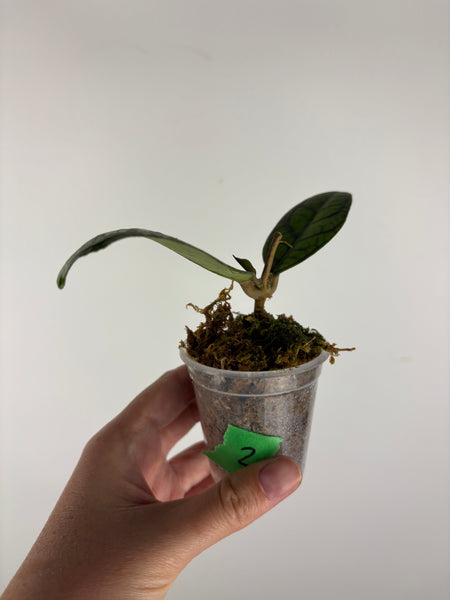 hoya callistophylla vena 2