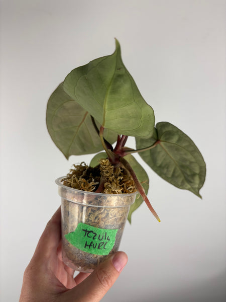 Anthurium tezula x hurc