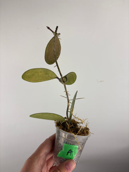 hoya elliptica splash A