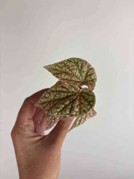 Begonia snow capped variegated 2