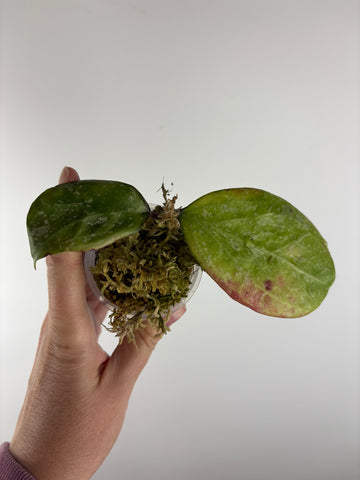 Hoya Michele splash - as is