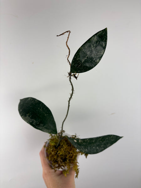 Hoya rundumensis splash 4