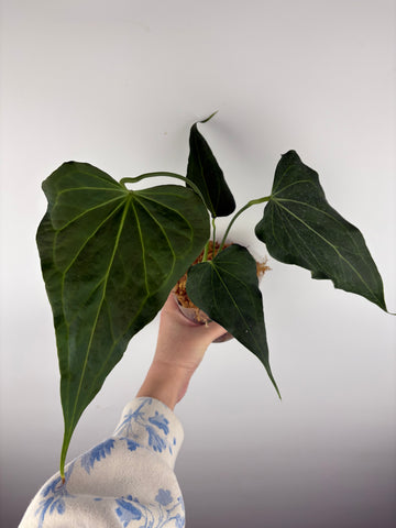 Anthurium delta force B2