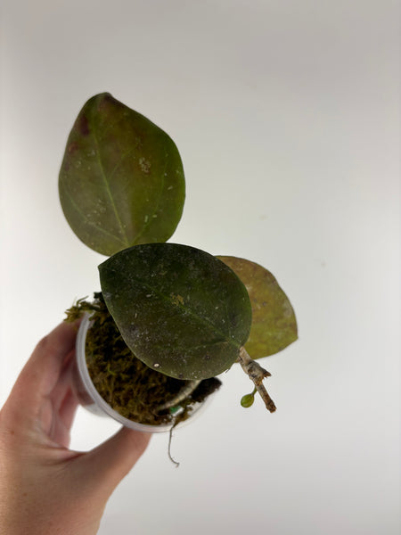 hoya Benchaii round leaf B