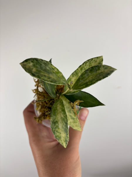 hoya lacunosa peridot C