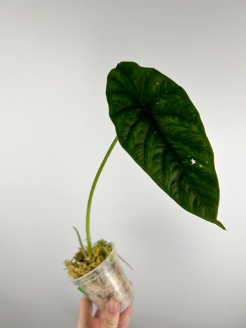 Alocasia borneensis C