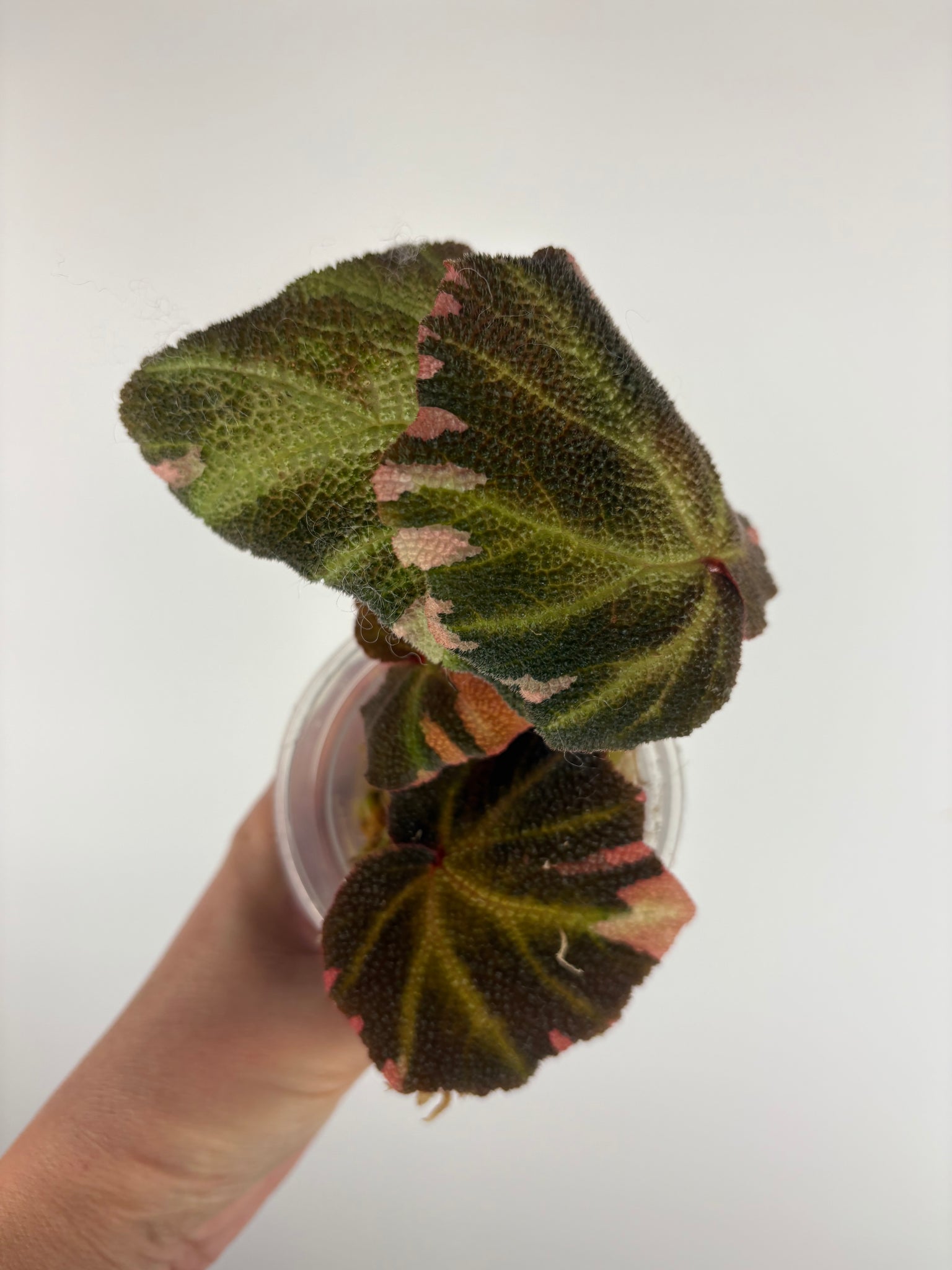 Begonia solimutata Variegated 3